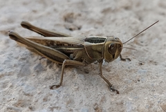 Eyprepocnemis plorans
