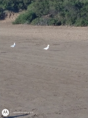 Chroicocephalus maculipennis