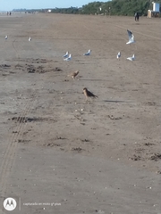 Chroicocephalus maculipennis