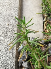 Spergularia rubra