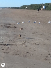 Chroicocephalus maculipennis