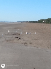 Chroicocephalus maculipennis