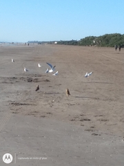 Chroicocephalus maculipennis