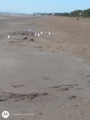 Chroicocephalus maculipennis