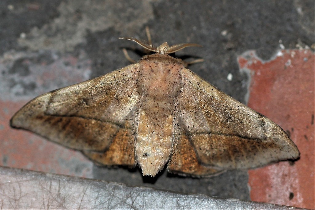 Arcinnus