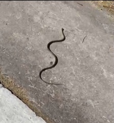 Pseudalsophis biserialis