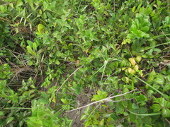 Oxypetalum banksii