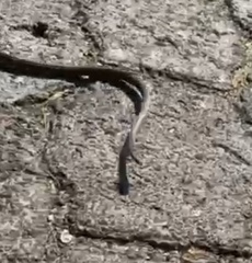 Pseudalsophis biserialis