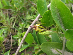 Oxypetalum banksii
