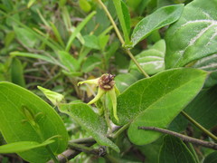 Oxypetalum banksii