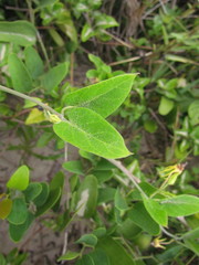 Oxypetalum banksii