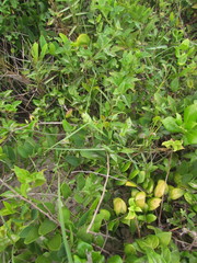 Oxypetalum banksii