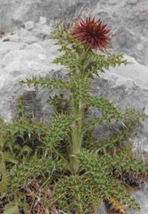 Carduus nutans micropterus