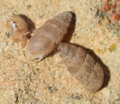 Granopupa granum