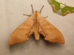 Marumba nympha