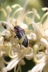 Romanophora verecunda