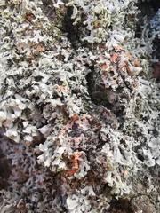 Erythricium aurantiacum