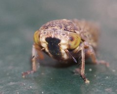 Acericerus vittifrons