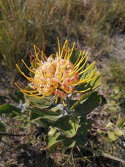 Leucospermum innovans