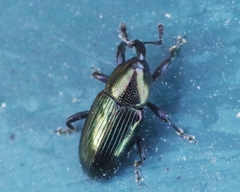 Aulacobaris coerulescens