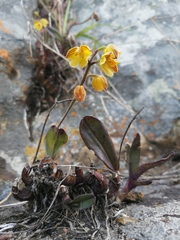 Polystachya pubescens