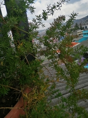 Myoporum parvifolium