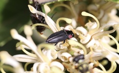 Romanophora verecunda