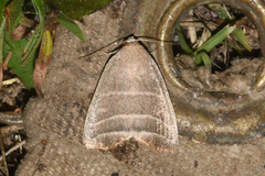 Bagisara rectifascia