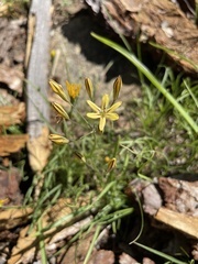 Triteleia dudleyi
