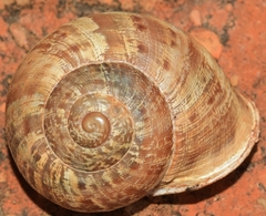Iberus alonensis
