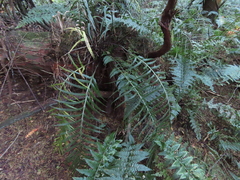 Asplenium scleroprium