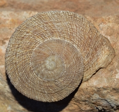 Iberus gualtieranus gualtieranus