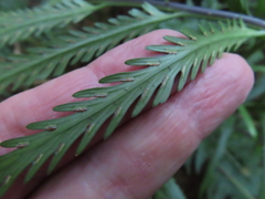 Asplenium scleroprium