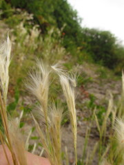 Andropogon arenarius