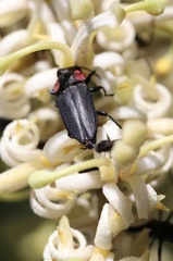 Romanophora verecunda