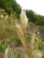 Andropogon arenarius