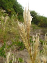 Andropogon arenarius