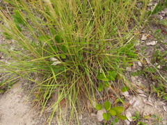 Andropogon arenarius