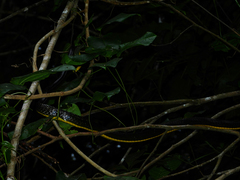 Chironius multiventris