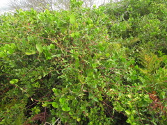 Microstachys corniculata