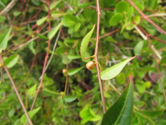 Microstachys corniculata