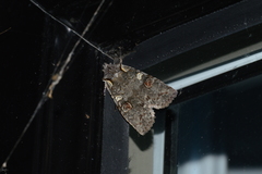 Lithophane antennata