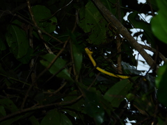 Chironius multiventris