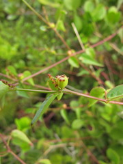 Microstachys corniculata