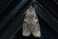 Lithophane antennata