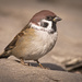Eurasian Tree Sparrow - Photo (c) hedera.baltica, some rights reserved (CC BY-SA)