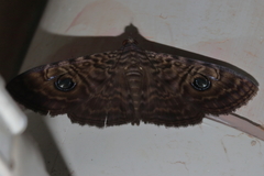 Speiredonia