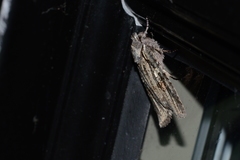 Lithophane antennata