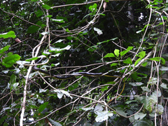 Chironius multiventris