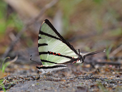 Graphium agetes